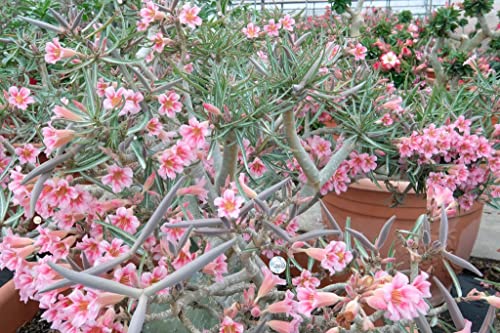 アデニウム 種子」の人気商品一覧 | 安い商品を通販サイトから探す